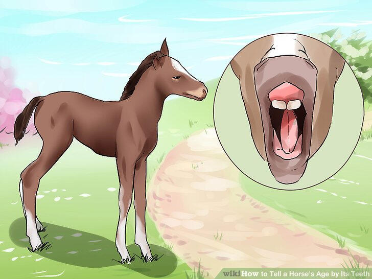 WikiHow illustration of a foal and its teeth, which are just two large front ones and the rest is gums.